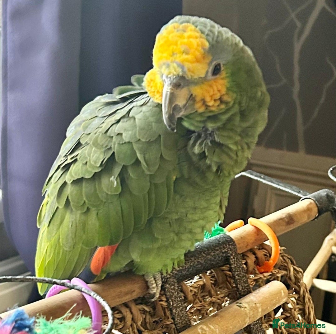 Parrots birds for sale: Amazon orange tailed - Image 6
