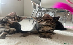 Mixed Breed cats for sale: 5 Adorable Mixed Breed Kittens - Image 19