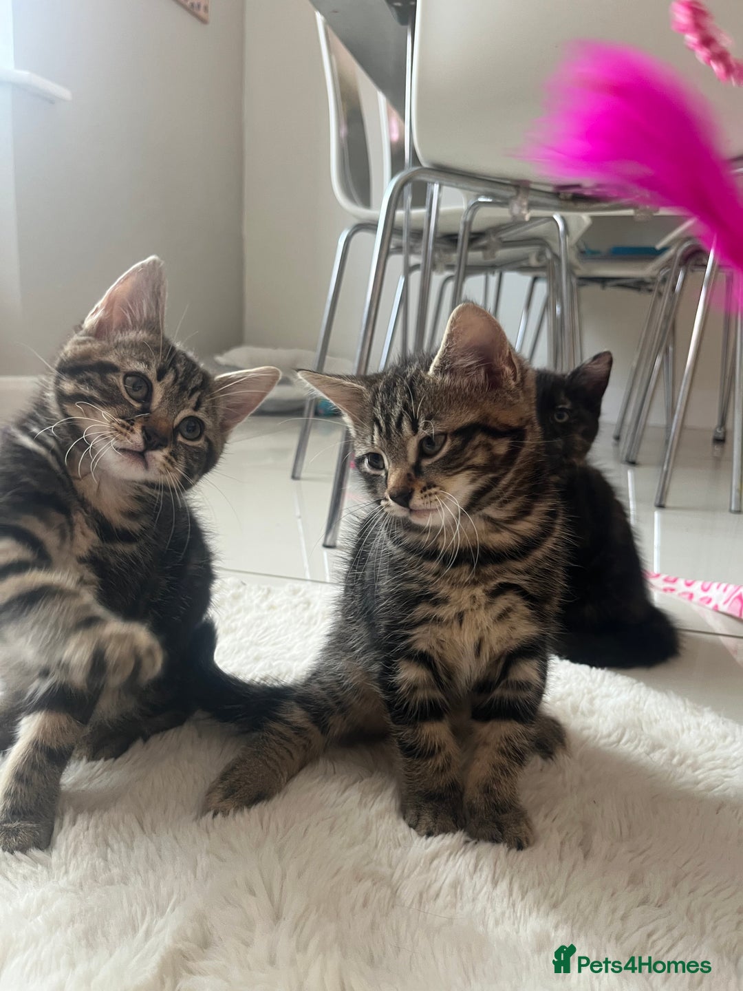 Mixed Breed cats for sale: 5 Adorable Mixed Breed Kittens - Image 19