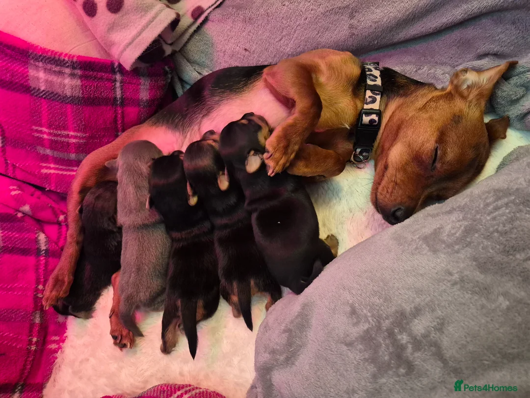 Jack Russell dogs for sale: Minature Jack Russell Puppies - Advert 15