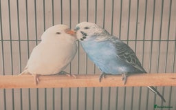 Budgerigars birds for sale: 2 budgies & cage - Image 3