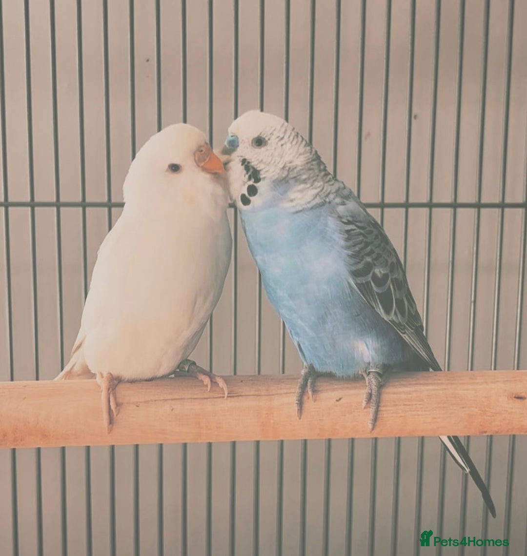Budgerigars birds for sale: 2 budgies & cage - Image 3