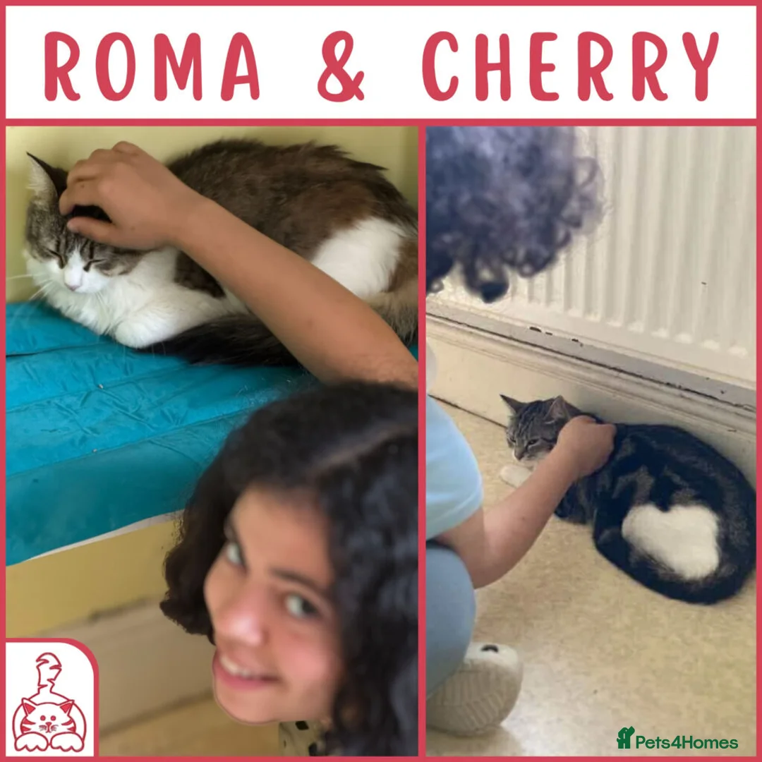 British Shorthair cats for sale: Cat & Kitten Rehoming Centre Bristol - Advert 3