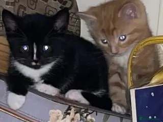 Domestic Shorthair cats Black n white Tuxedo Kittens - Advert 1