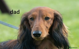 Dachshund dogs for sale: 5 beautiful long-haired Dachshunds pupps - Image 25