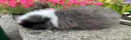 Guinea Pig rodents for sale: Beautiful Swiss sows (female)  - Advert 5