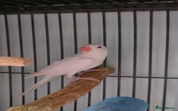 Ringnecks birds for sale: Lovely Handreared Ringnecks, Alexandrines, Conures - Image 11
