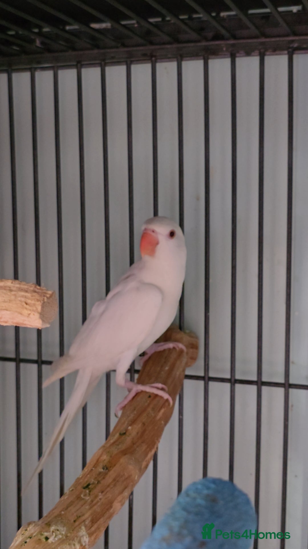 Ringnecks birds for sale: Lovely Handreared Ringnecks, Alexandrines, Conures - Image 11