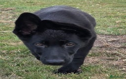 German Shepherd dogs for sale: Dark German Shepherd Females - Image 12