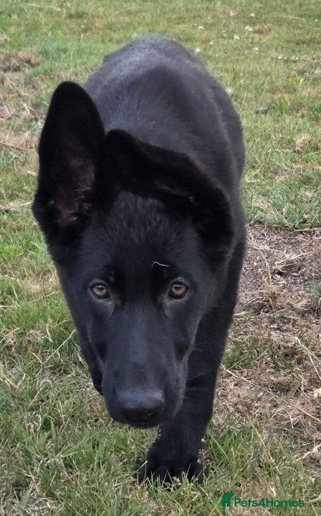 German Shepherd dogs for sale: Dark German Shepherd Females - Image 12