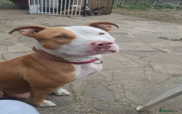 American Bull Staffy dogs for sale: 4 BEAUTIFUL PUPPIES - Image 5