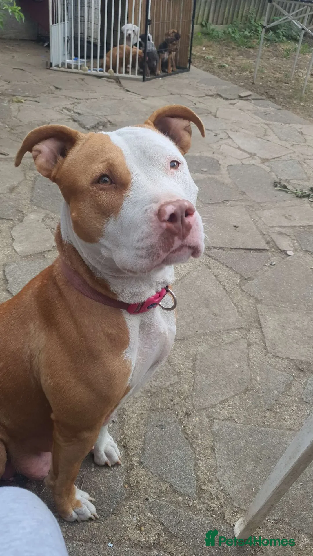 American Bull Staffy dogs for sale: 4 BEAUTIFUL PUPPIES - Image 5
