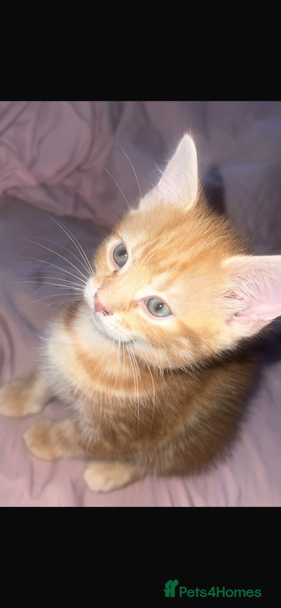 Mixed Breed cats kittens - Advert 1