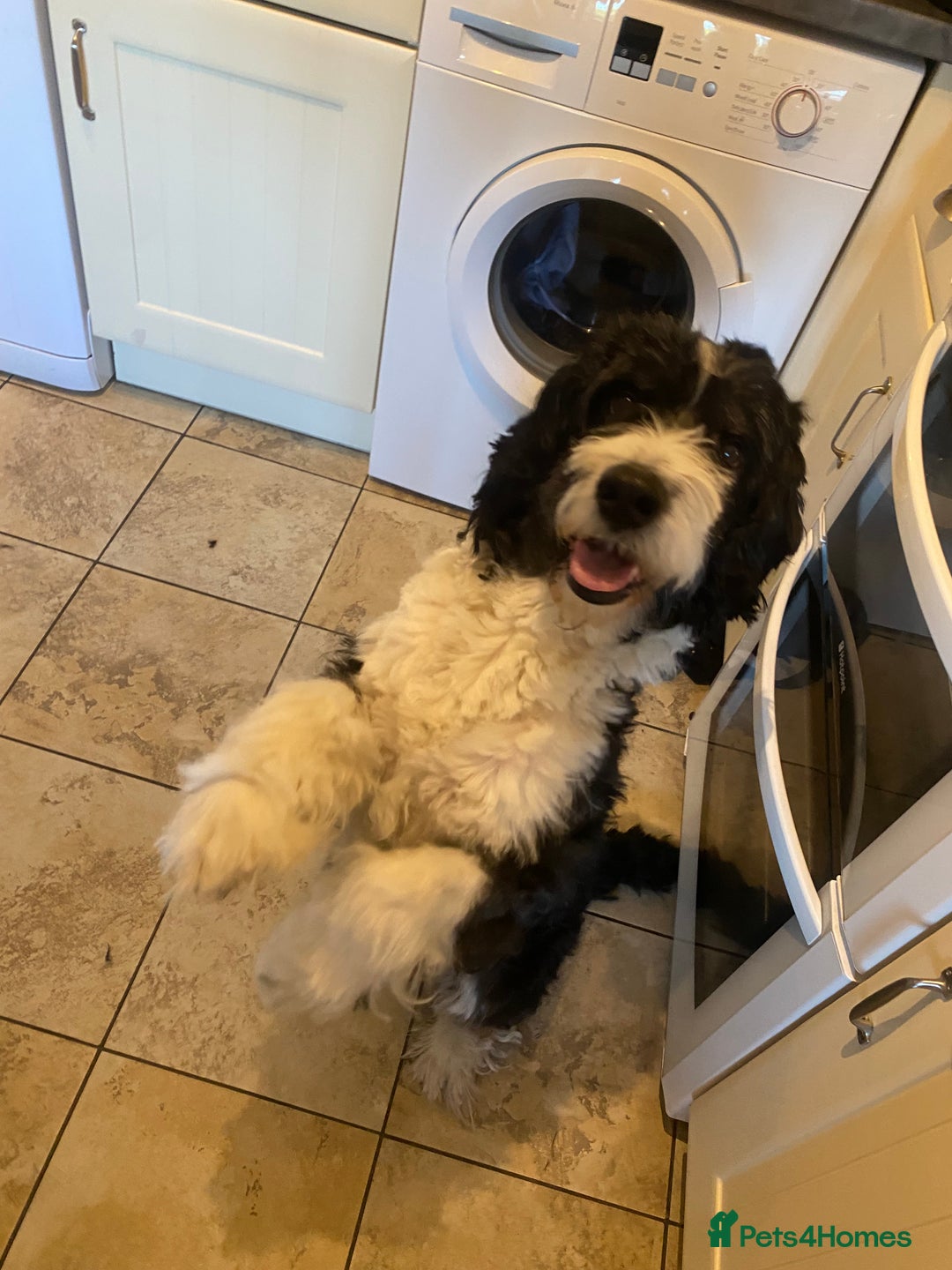 Mixed Breed dogs for sale: Eddie - Image 2