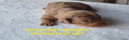Dachshund dogs for sale: Miniature dachshunds smooth haired puppies - Advert 22