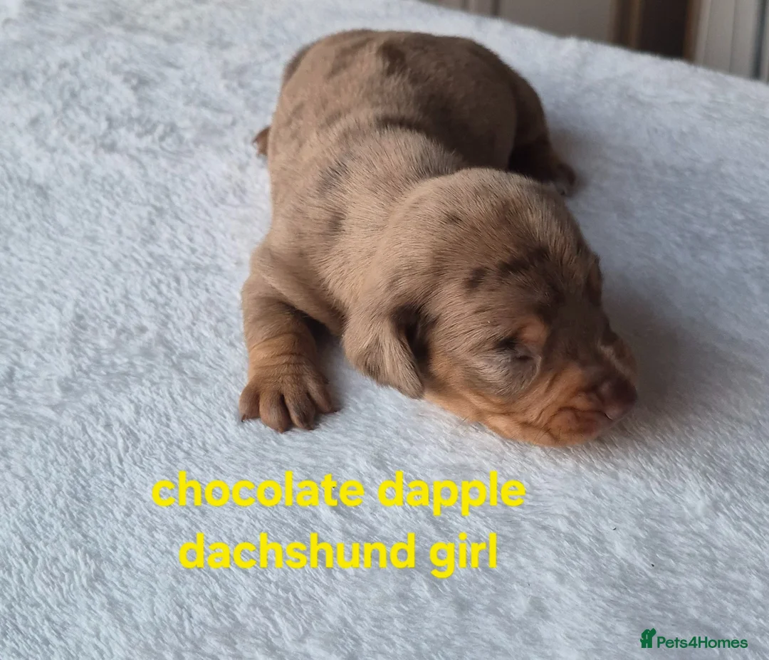Dachshund dogs for sale: Miniature dachshunds smooth haired puppies - Advert 22