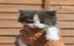 Ragdoll cats for sale: Fluffy Ragdoll cross kittens  - Image 4