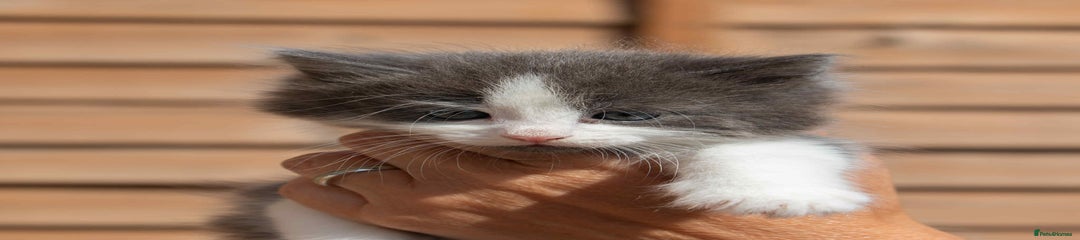 Ragdoll Kitten 2