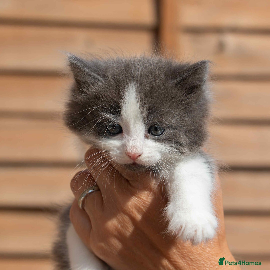 Ragdoll cats for sale: Fluffy Ragdoll cross kittens  - Image 4