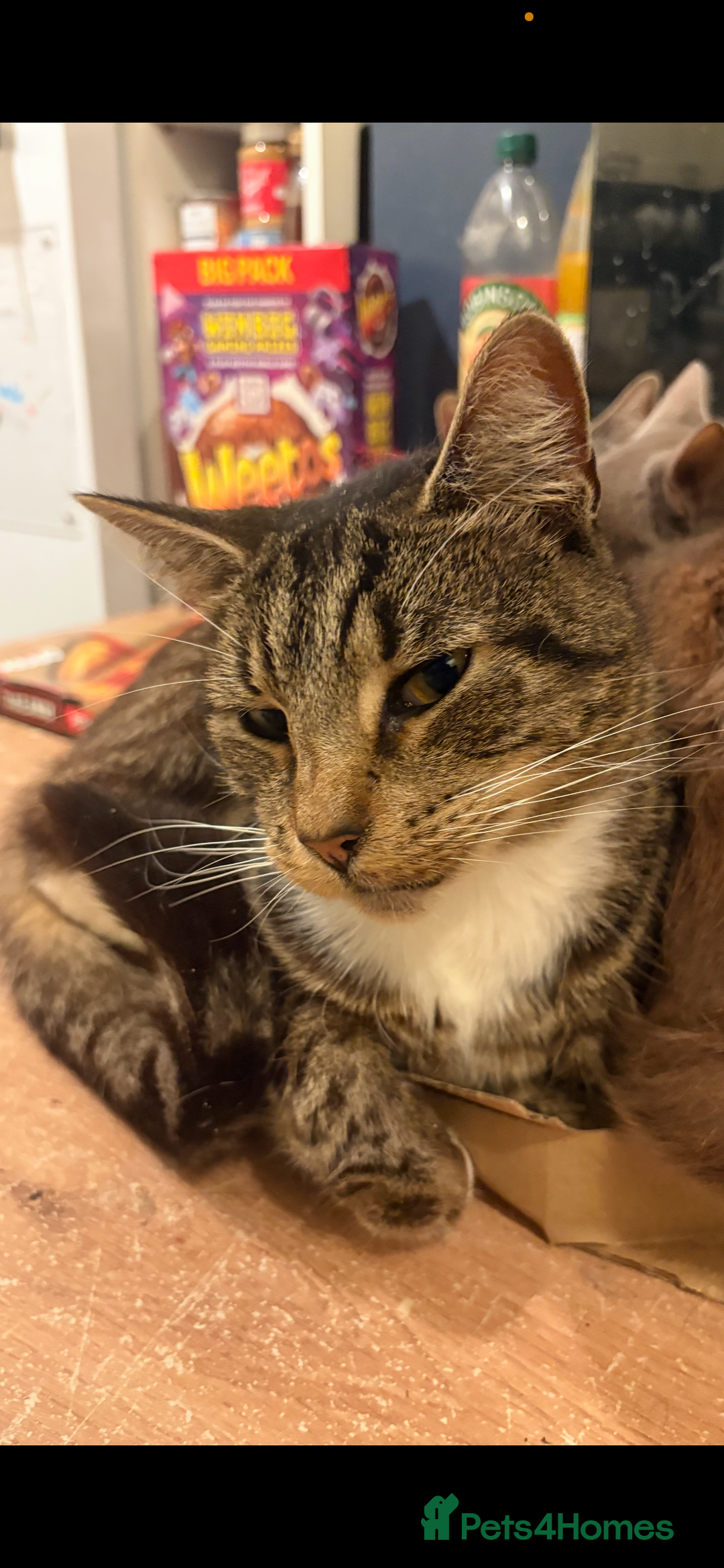 British Shorthair cats for sale: Darwin  - Advert 3