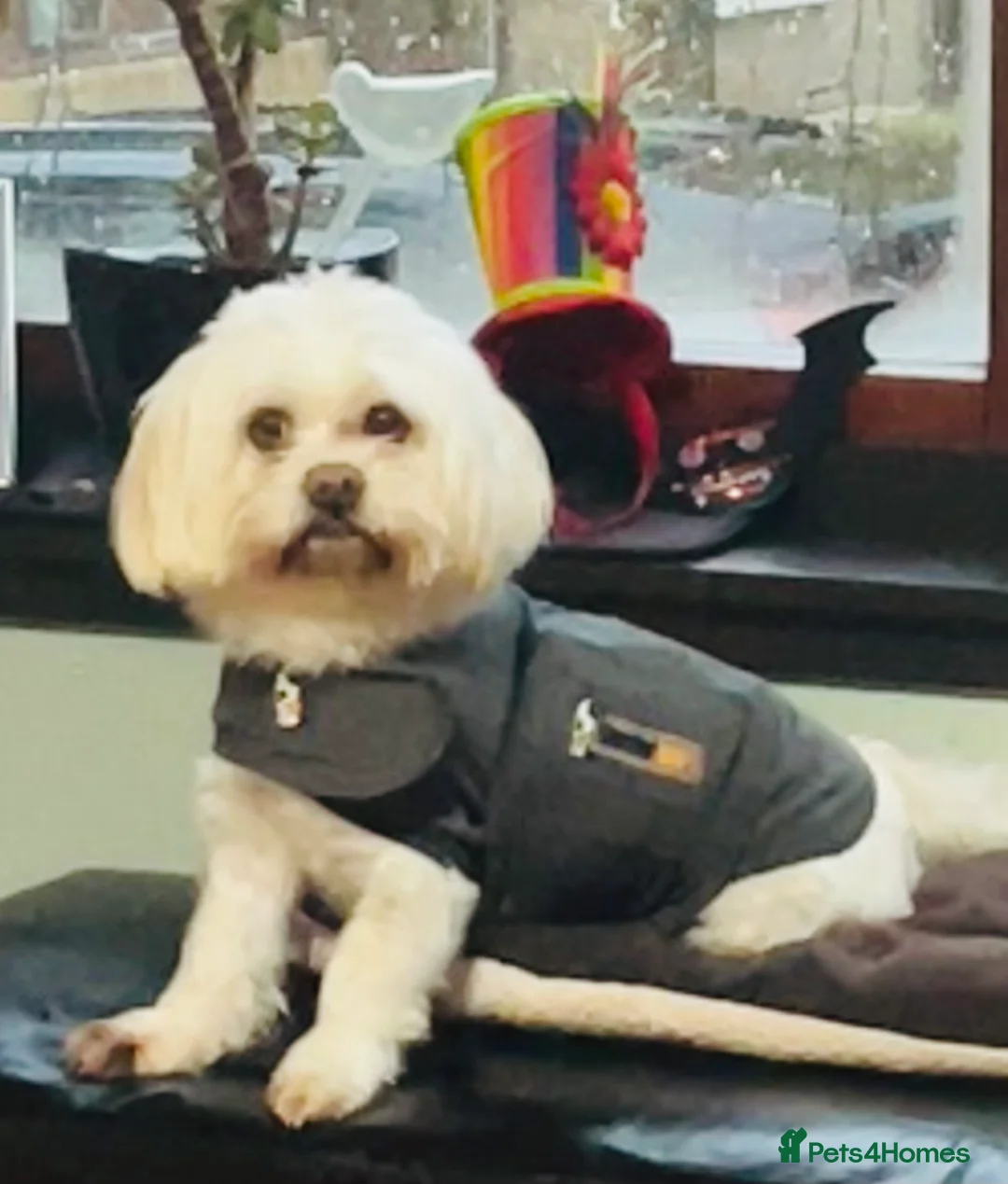 Maltese dogs for stud: Already proven Maltese for stud in Kelso - Advert 2