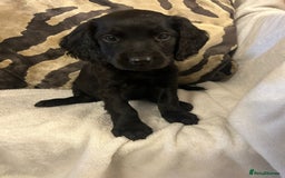 Cockapoo dogs for sale: F1 Cockapoos ready🩷 - Image 15