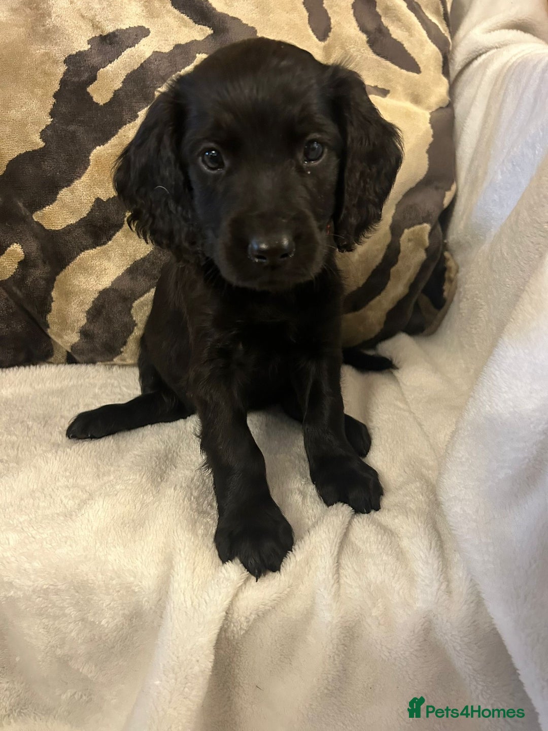 Cockapoo dogs for sale: F1 Cockapoos ready🩷 - Image 15
