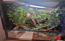 Gecko reptiles for sale: Crested Gecko and set up - Image 1