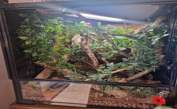 Gecko reptiles - Advert 16