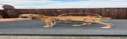 Lurcher dogs for sale: Lurcher pups  in Swadlincote - Advert 12