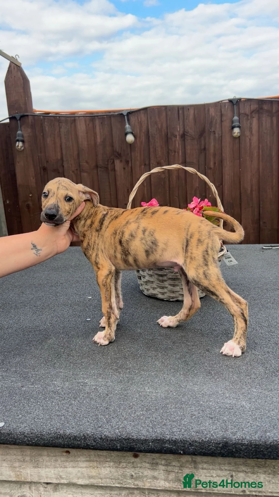 Lurcher dogs for sale: Lurcher pups  in Swadlincote - Advert 12