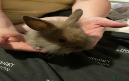 Mini Lion Lop rabbits for sale: Mini lion lops - Image 3