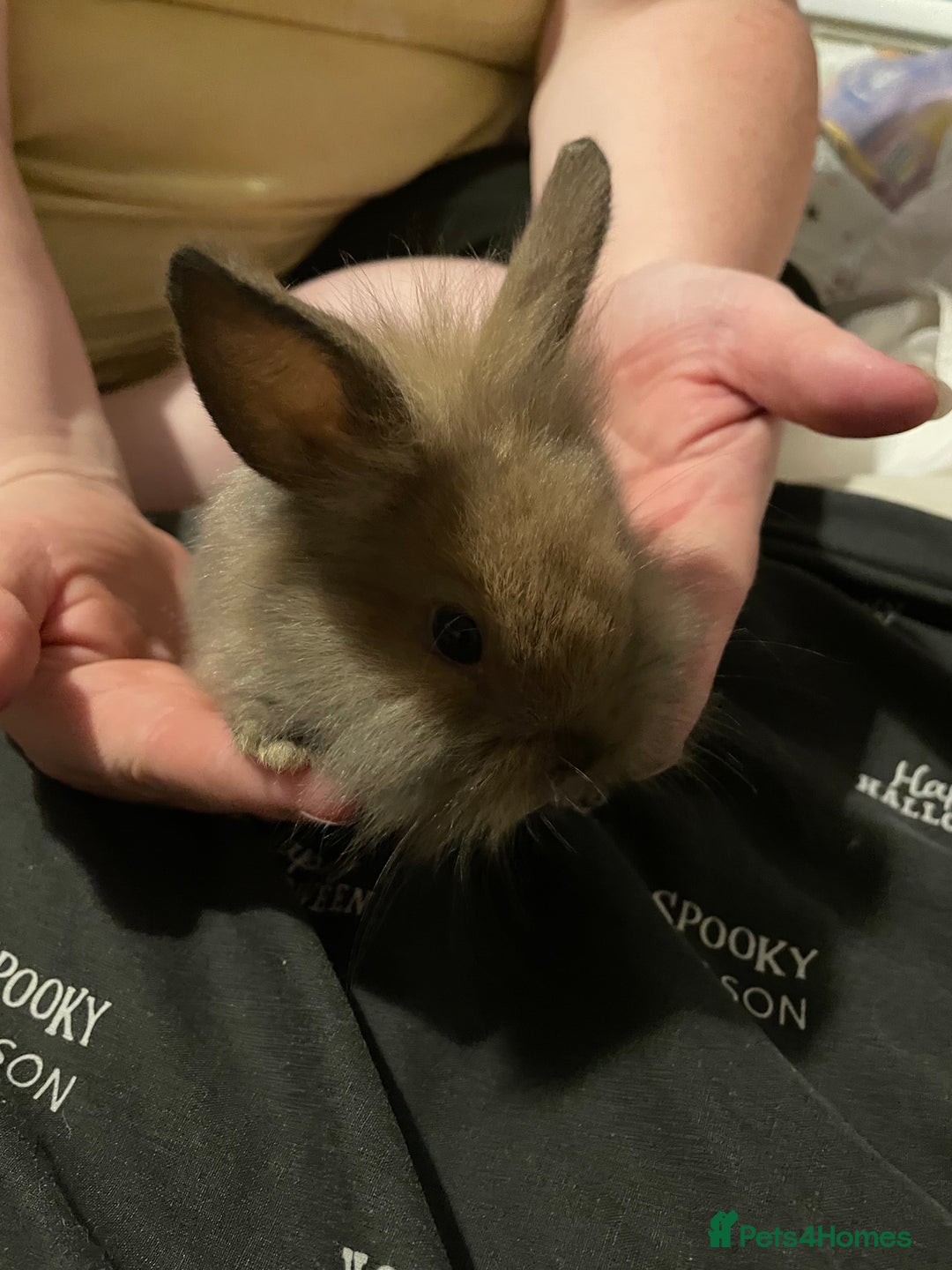 Mini Lion Lop rabbits for sale: Mini lion lops - Image 3