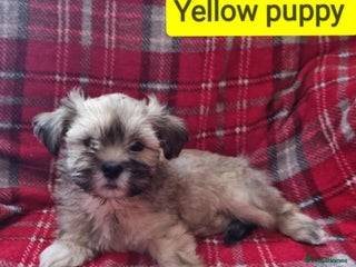 Lhasa Apso dogs Only 1 lefy Pure bred Lhasa Apso puppies - Advert 3