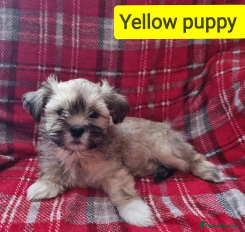 Lhasa Apso dogs Only 1 lefy Pure bred Lhasa Apso puppies - Advert 2