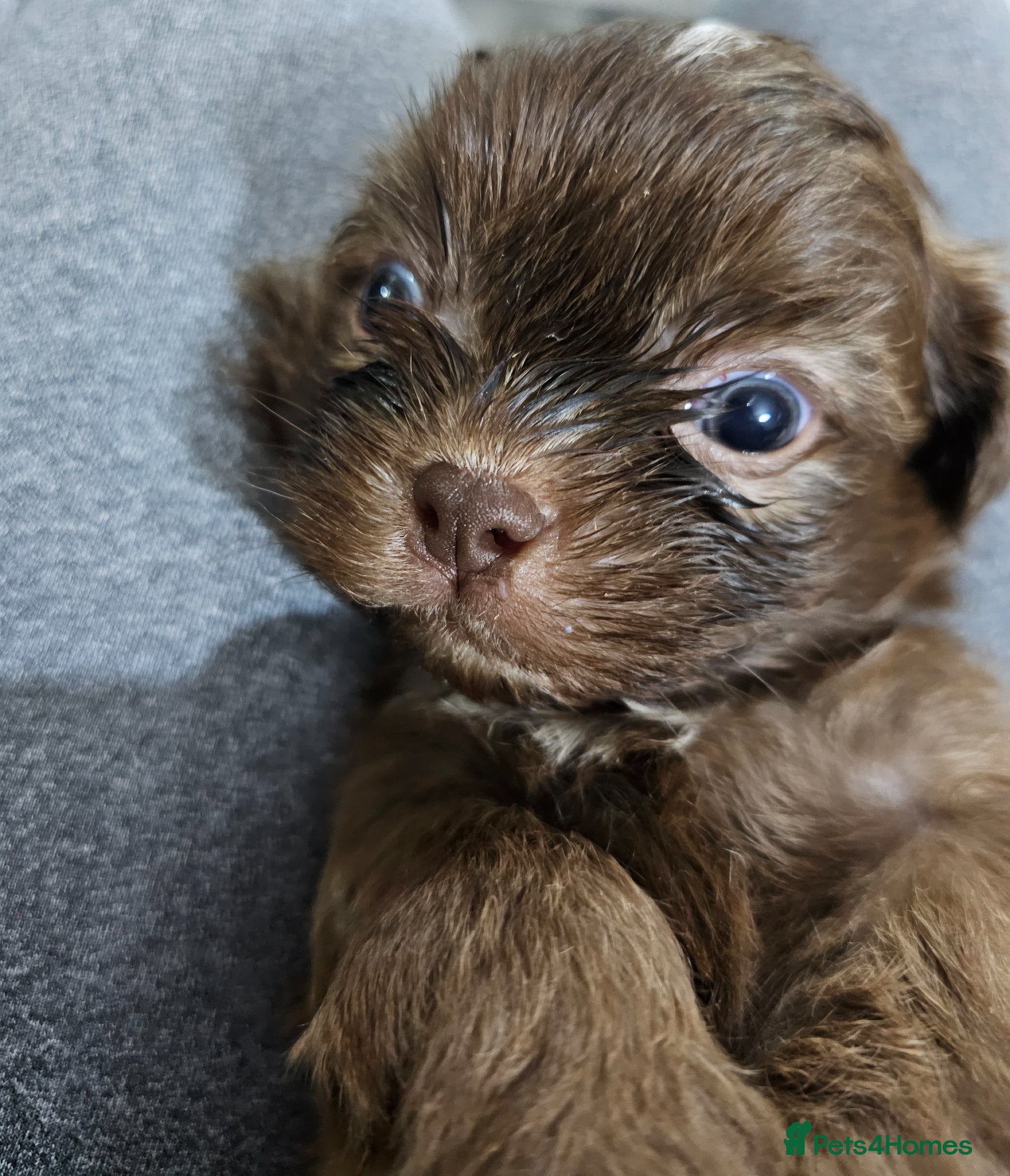 Shih Tzu dogs for sale: Choc Liver Shih Tzu puppies - Advert 22