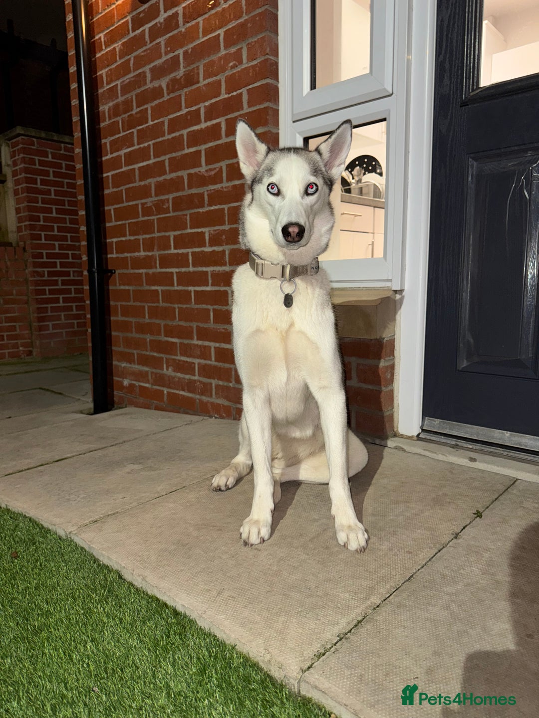 Siberian Husky dogs for sale: Siberian Husky Stormy - 2 years old  - Advert 13