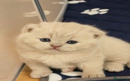 British Shorthair cats for sale: Adorable Purebred British Shorthair Kittens 🐾 - Image 4