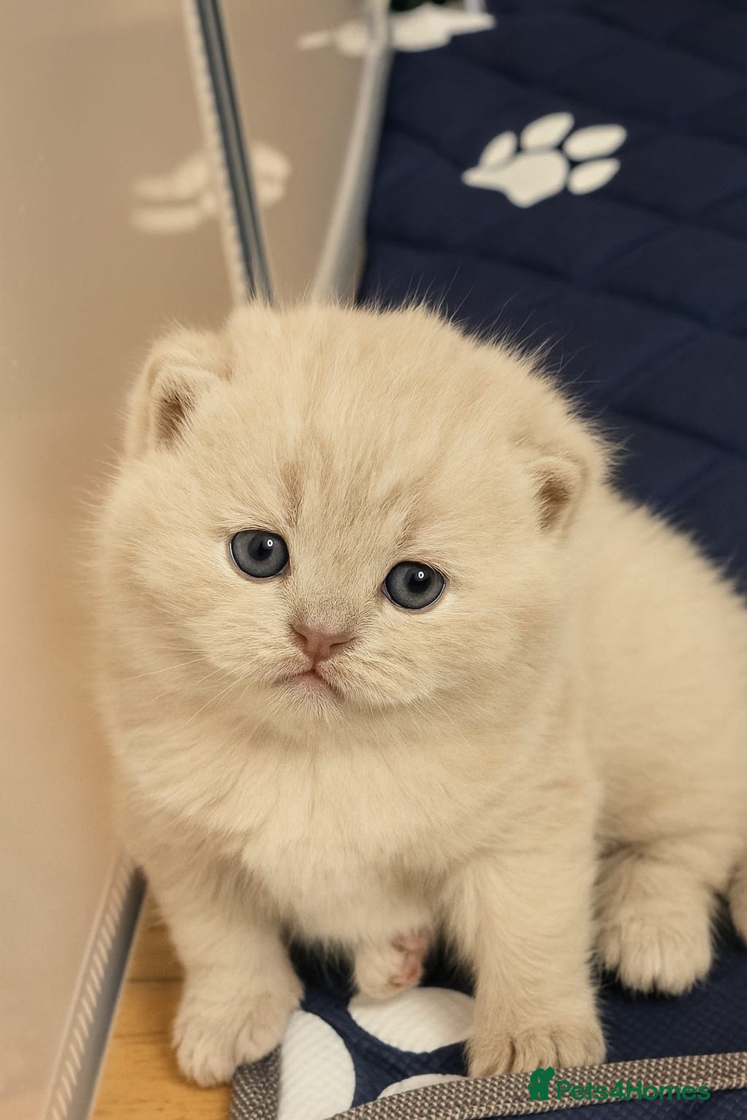 British Shorthair cats for sale: Adorable Purebred British Shorthair Kittens 🐾 - Image 4