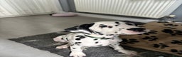 Dalmatian dogs for sale: Dalmatian puppies ready advert fully - Advert 23