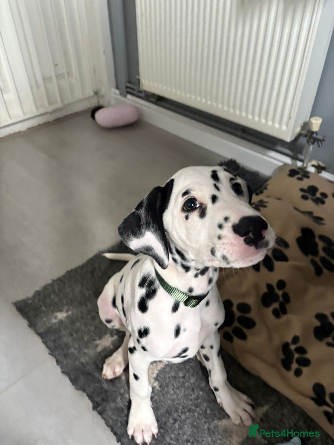 Dalmatian dogs for sale: Dalmatian puppies ready advert fully - Advert 23