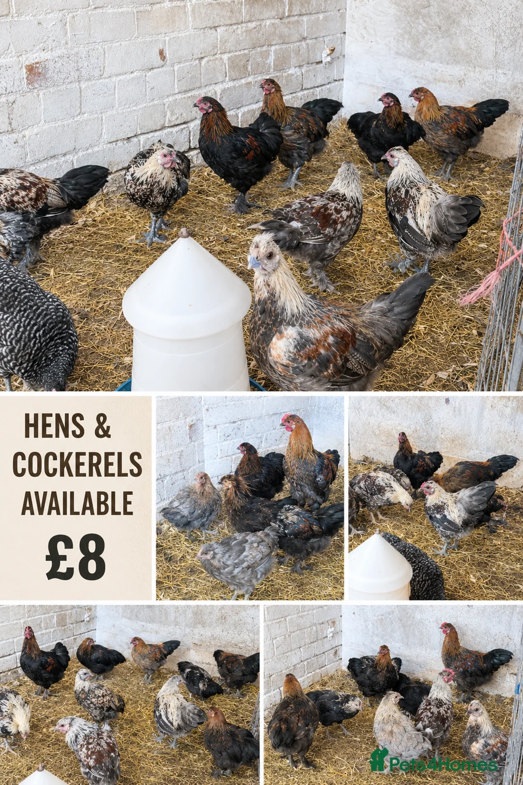 Chickens poultry for sale: 🐓 HENS & COCKERELS AVAILABLE 🐓 - Advert 1