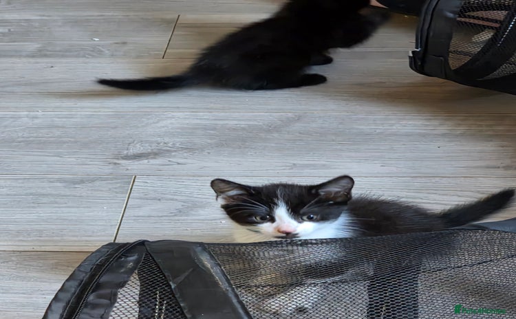 Mixed Breed cats - Advert 1