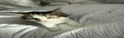 Mixed Breed cats for sale: British short hair mixed with American short  - Advert 2