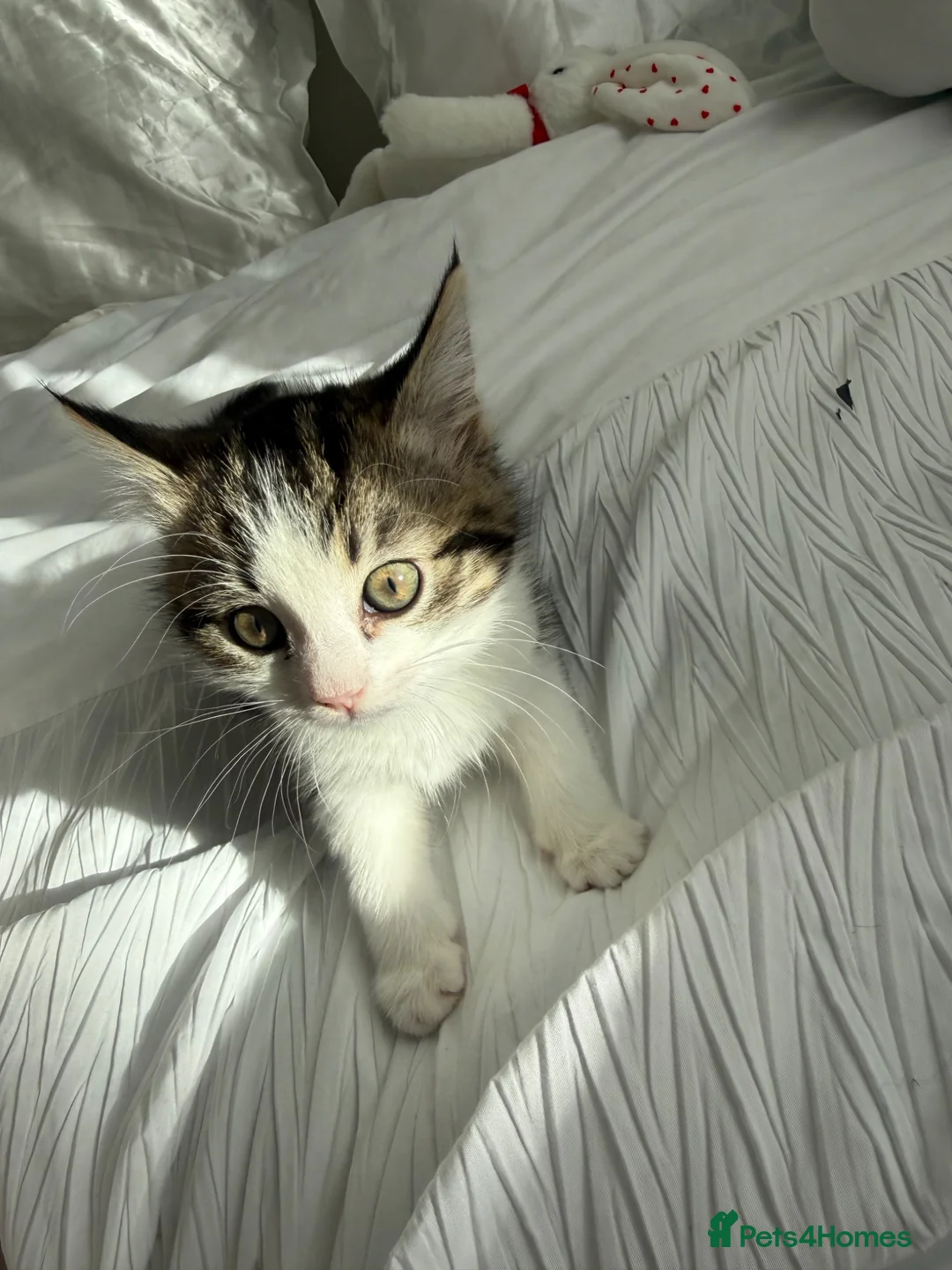 Mixed Breed cats for sale: British short hair mixed with American short  - Advert 2
