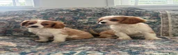Cavalier King Charles Spaniel dogs for sale: The Royals' Cavalier King Charles  - Advert 4