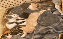 Maine Coon cats for sale: Ready now - Image 4