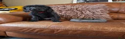 Labradoodle dogs for sale: 🌟Stunning Miniature Labradoodle Pups🌟 - Advert 2