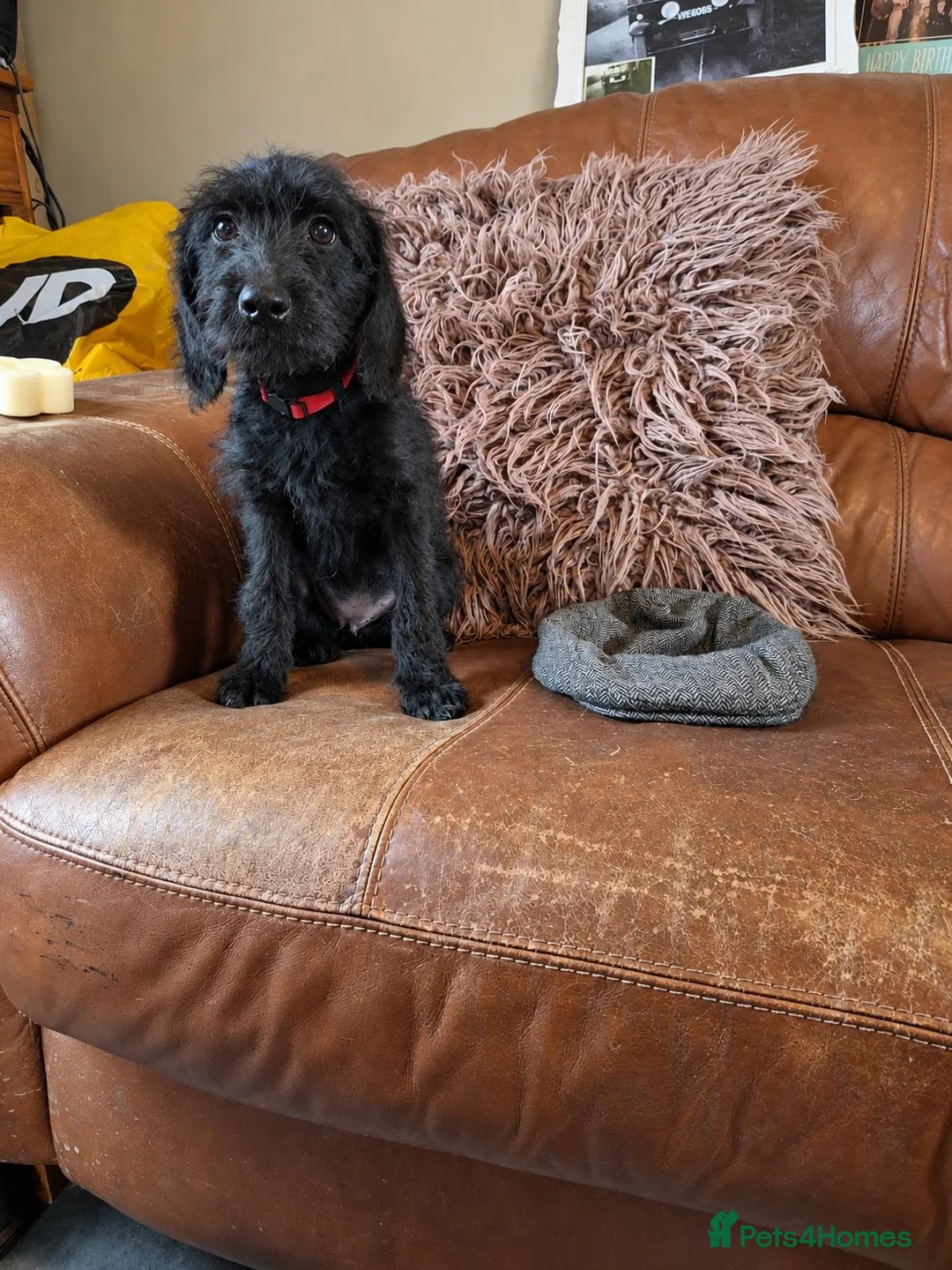Labradoodle dogs for sale: 🌟Stunning Miniature Labradoodle Pups🌟 - Advert 2