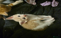 Mixed Breed cats for sale: Kittens looking for forever homes - Image 7